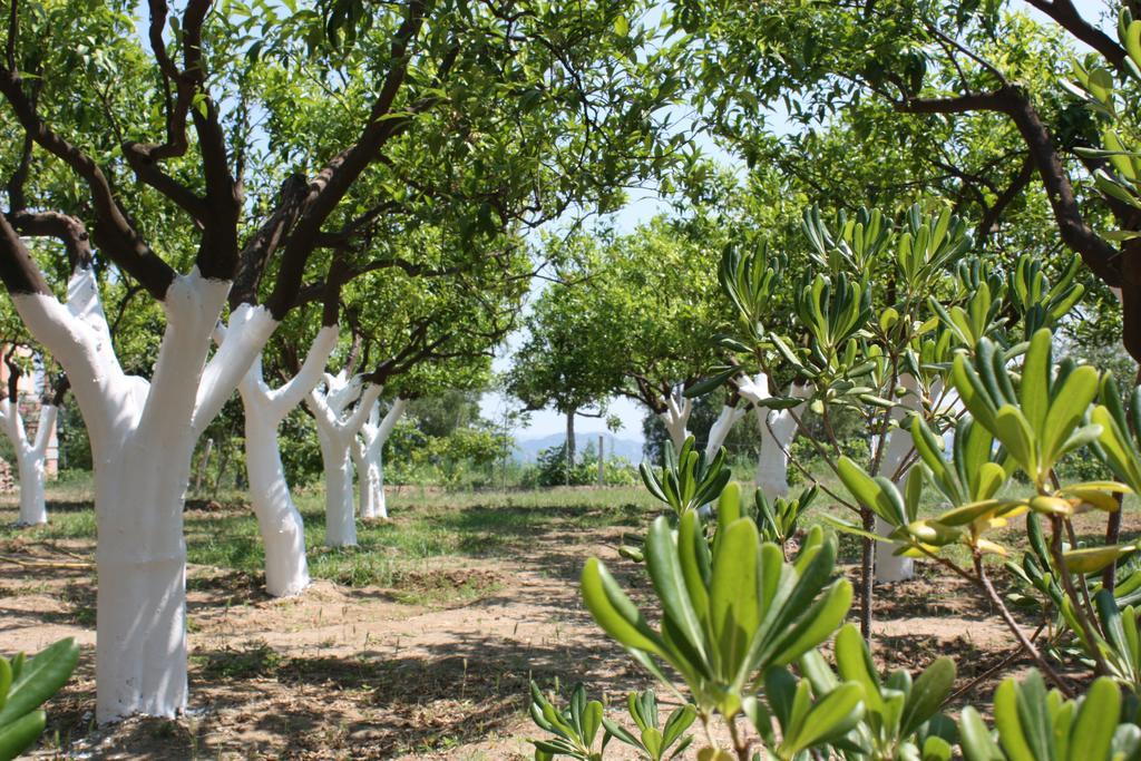 Azienda Agrituristica Biologica Il Querceto Santa Severina Eksteriør billede